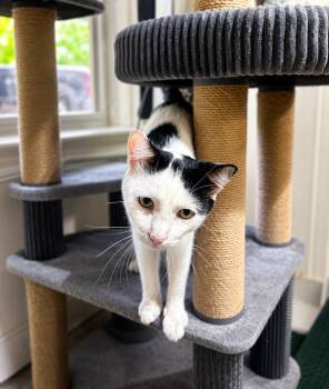 Artemis -  Domestic Short Hair Cat for Adoption in Nashville, Tennessee - Artemis | PetCurious