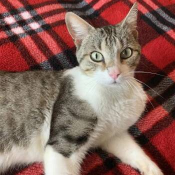 Domestic Short Hair and Tabby Cats Available for Adoption - Whistle | PetCurious
