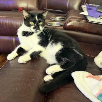 Ruthie -  Domestic Short Hair Cat for Adoption in Fort Worth, Texas - Ruthie | PetCurious