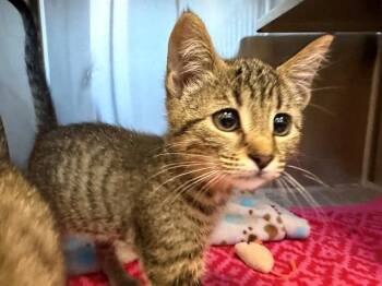 ABBIE -  Domestic Short Hair Cat Available for Adoption in Santa Rosa, California - ABBIE | PetCurious