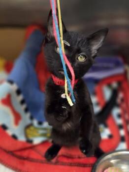 Courtney -  Domestic Short Hair Cat for Adoption in Westland, Michigan - Courtney | PetCurious