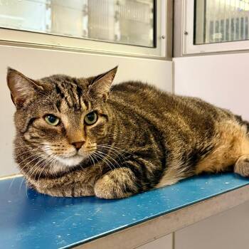 Tobias -  Domestic Short Hair Cat for Adoption in Philadelphia, Pennsylvania - Tobias | PetCurious
