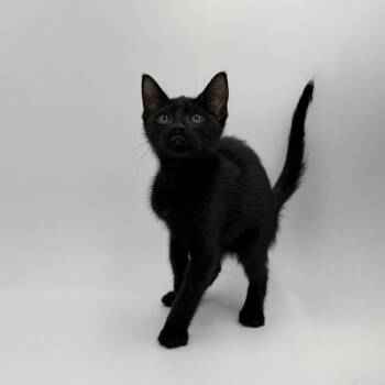 Lime Pops -  Domestic Short Hair Cat for Adoption in State College, Pennsylvania - Lime Pops | PetCurious
