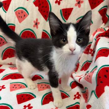 Peanut 7491 -  Domestic Medium Hair Cat for Adoption in Kittanning, Pennsylvania - Peanut 7491 | PetCurious