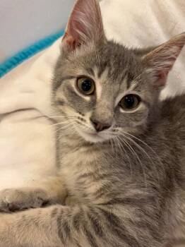 Dumpling -  Domestic Short Hair Cat for Adoption in Ogden, Utah - Dumpling | PetCurious