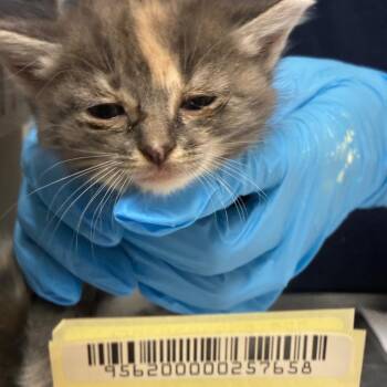 Uma -  Domestic Short Hair Cat for Adoption in Charleston, West Virginia - Uma | PetCurious