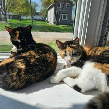 Calico and Domestic Short Hair Cats Available for Adoption in Skyline, Minnesota - Buttons & Spooky | PetCurious