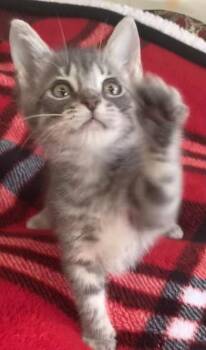 Rescue Domestic Medium Hair Cats for Adoption in Liverpool, Texas - Shimmer | PetCurious