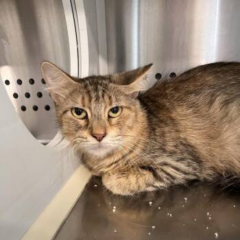 Hopper -  Domestic Short Hair Cat for Adoption in Washburn, Missouri - Hopper | PetCurious