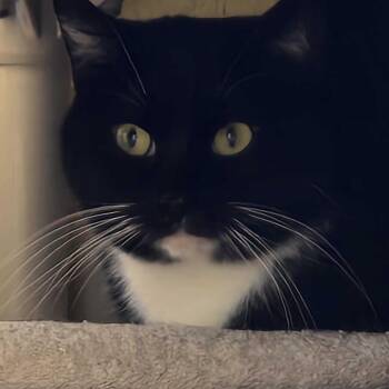 Majestic -  Domestic Short Hair Cat for Adoption in Colorado Springs, Colorado - Majestic | PetCurious