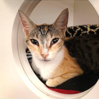Sherbert -  Domestic Short Hair Cat for Adoption in West Palm Beach, Florida - Sherbert | PetCurious