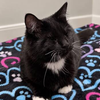Professor X -  Domestic Medium Hair and Tuxedo Cat for Adoption in Antioch, California - Professor X | PetCurious