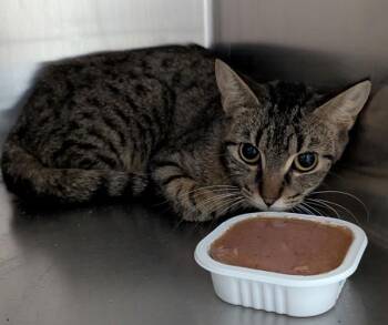 Violet -  Domestic Short Hair Cat for Adoption in Winnipeg, Manitoba - Violet | PetCurious