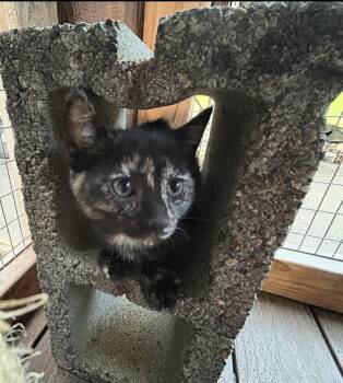 Malina -  Domestic Short Hair Cat for Adoption in Tacoma, Washington - Malina | PetCurious