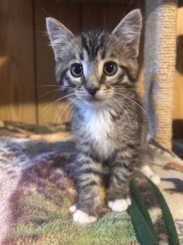 Eeyore -  Domestic Short Hair Cat for Adoption in Logan, Utah - Eeyore | PetCurious