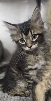 Beta -  Domestic Medium Hair Cat for Adoption in Canon City, Colorado - Beta | PetCurious