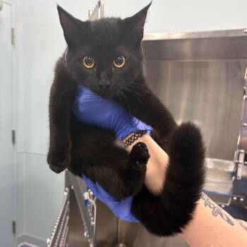 Rock Star -  Domestic Short Hair Cat for Adoption in Greensboro, North Carolina - Rock Star | PetCurious