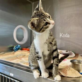 Oscar(Koda) -  Domestic Short Hair Cat for Adoption in Madisonville, Tennessee - Oscar(Koda) | PetCurious
