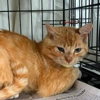 Carrot Top -  Domestic Short Hair Cat for Adoption in Washington, District Of Columbia - Carrot Top | PetCurious