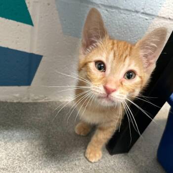 Domestic Short Hair Cats Available for Adoption in Carencro, Louisiana - Pomelo | PetCurious