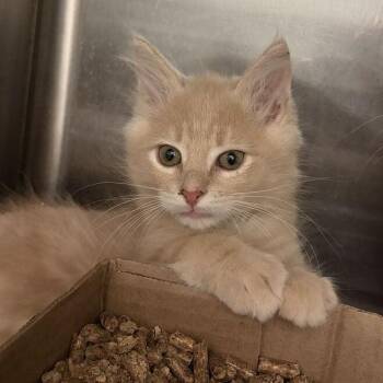 Roadtrip -  Domestic Medium Hair Cat for Adoption in Marshall, Virginia - Roadtrip | PetCurious