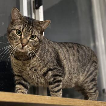 Wesley -  Domestic Short Hair Cat for Adoption in Pickering, Ontario - Wesley | PetCurious