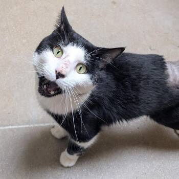 Charlie Chaplin -  Domestic Short Hair Cat for Adoption in York, Pennsylvania - Charlie Chaplin | PetCurious