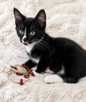 Figaro -  Domestic Short Hair Cat for Adoption in Los Angeles, California - Figaro | PetCurious
