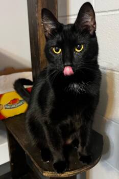 Rebel Riddle -  Domestic Short Hair Cat for Adoption in Douglasville, Georgia - Rebel Riddle | PetCurious