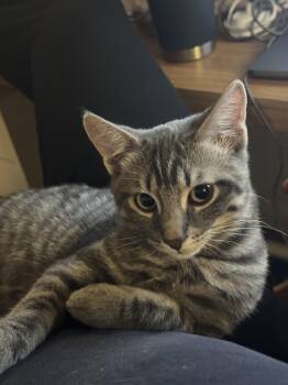 Waffles-Must be adopted with Benedict -  Domestic Short Hair Cat for Adoption in Toronto, Ontario - Waffles-Must Be Adopted With Benedict | PetCurious