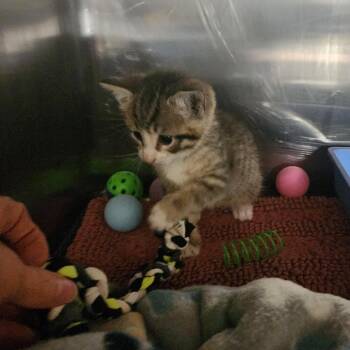Domestic Short Hair Cats Available for Adoption in Evensville, Tennessee - Winter | PetCurious