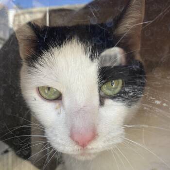 Domestic Short Hair Cats Available for Adoption - Cora | PetCurious