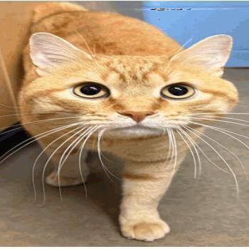 Thomas Gustafson C12278 -  Domestic Short Hair Cat for Adoption - Thomas Gustafson C12278 | PetCurious