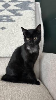 Fly Girl -  Domestic Short Hair Cat for Adoption in Crystal Lake, Illinois - Fly Girl | PetCurious