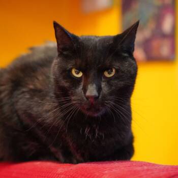 Rescue Domestic Short Hair Cats for Adoption - Sasha (Feral) | PetCurious