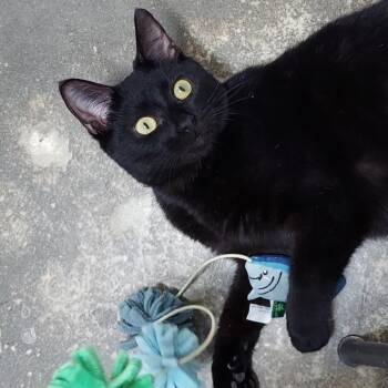 Domestic Short Hair Cats Available for Adoption - Lime | PetCurious