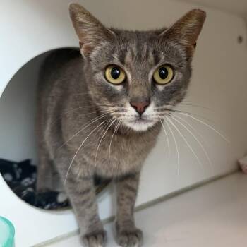 Domestic Short Hair Cats Available for Adoption in Hattiesburg, Mississippi - Snapdragon | PetCurious