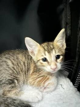 KAYLA -  Domestic Short Hair Cat for Adoption in San Antonio, Texas - KAYLA | PetCurious