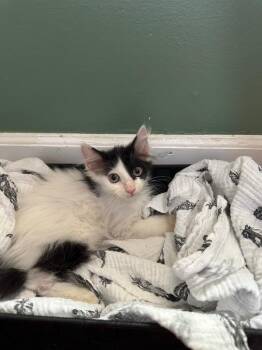 Atlas -  Domestic Long Hair Cat for Adoption in Little Rock, Arkansas - Atlas | PetCurious