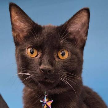 Rescue Domestic Short Hair Cats for Adoption in Lewis Center, Ohio - Ebony | PetCurious