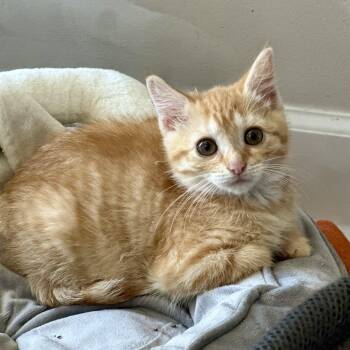 Domestic Short Hair Cats Available for Adoption in Pontiac, Michigan - Pizazz | PetCurious