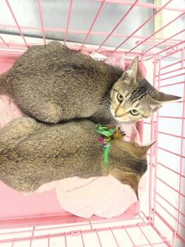 Rescue Abyssinian and Domestic Short Hair Cats for Adoption in Redlands, California - Mystery | PetCurious