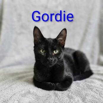 Gordie -  Bombay and Domestic Short Hair Cat for Adoption in Wyandotte, Michigan - Gordie | PetCurious