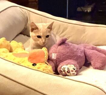 Spaghetti -  Domestic Short Hair Cat for Adoption in Floyd, Virginia - Spaghetti | PetCurious