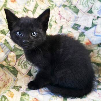 Dorito -  Domestic Short Hair Cat for Adoption in Mt. Juliet, Tennessee - Dorito | PetCurious