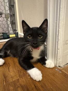 Tango -  Domestic Short Hair Cat for Adoption in Richmond, Virginia - Tango | PetCurious