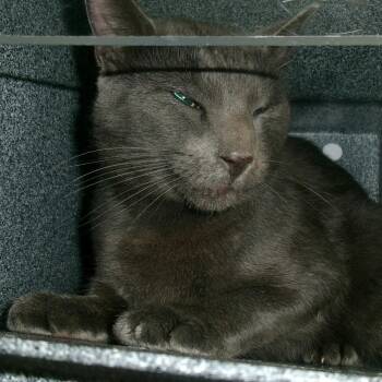 Nazgul -  Domestic Short Hair Cat for Adoption in Plover, Wisconsin - Nazgul | PetCurious