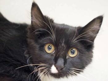 Rey -  Tuxedo and Domestic Medium Hair Cat for Adoption in Republic, Washington - Rey | PetCurious