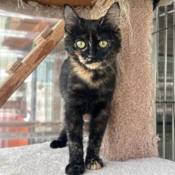 Smitski -  Domestic Medium Hair Cat for Adoption in San Pablo, California - Smitski | PetCurious