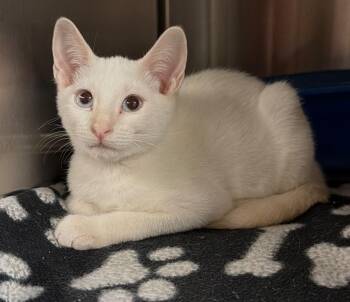 Snow (Petsmart) -  Domestic Short Hair Cat for Adoption in Ocala, Florida - Snow (Petsmart) | PetCurious